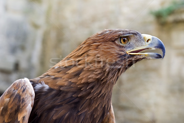 老鹰 · 肖像 · 黄金 · 头 / portrait of a golden eagle ,aqulaa