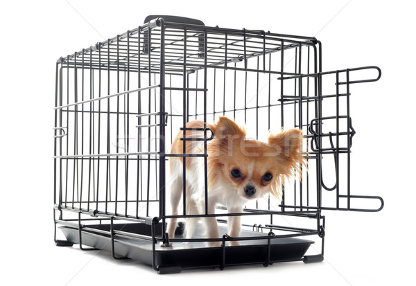 Foto stock: Fechado · dentro · animal · de · estimação · isolado · branco · cão