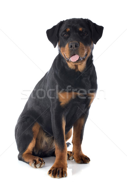 [[stock_photo]]: Rottweiler · portrait · chiot · blanche · noir