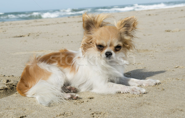 Foto stock: Playa · retrato · cute · agua · verano