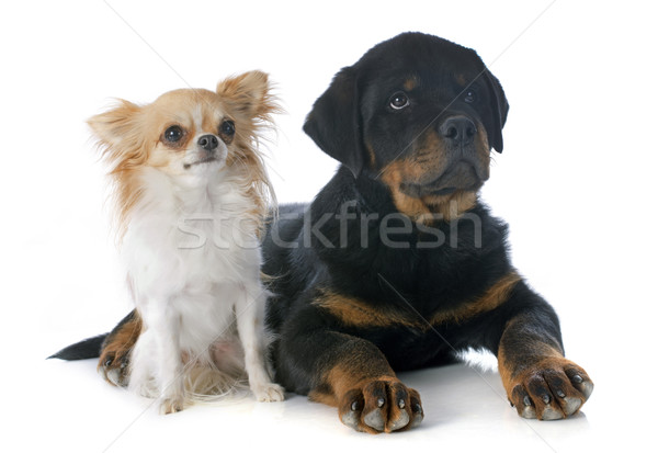 Puppy rottweiler portret zwarte jonge vriendschap Stockfoto © cynoclub