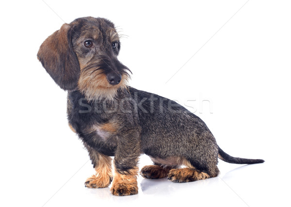 Foto stock: Cachorro · alambre · dachshund · blanco · estudio