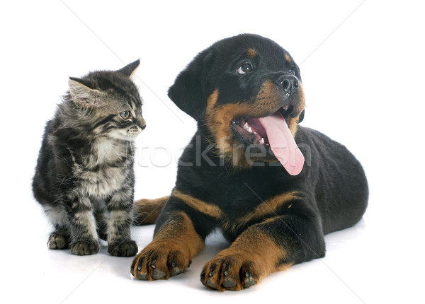 Stok fotoğraf: Köpek · yavrusu · rottweiler · kedi · yavrusu · portre · beyaz