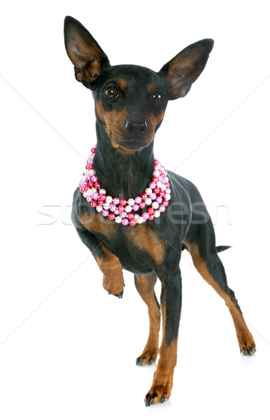 miniature pinscher Stock photo © cynoclub