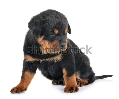 Chiot rottweiler blanche noir jeunes animal [[stock_photo]] © cynoclub