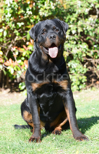 Stock fotó: Rottweiler · fiatal · hét · hónapok · öreg · kert