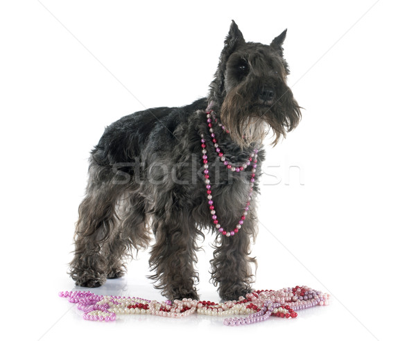 Miniatura schnauzer bianco cane animale perla Foto d'archivio © cynoclub