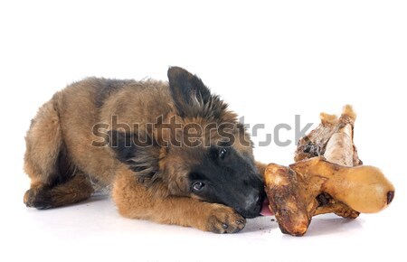 Belgian Shepherd Tervuren and bone Stock photo © cynoclub