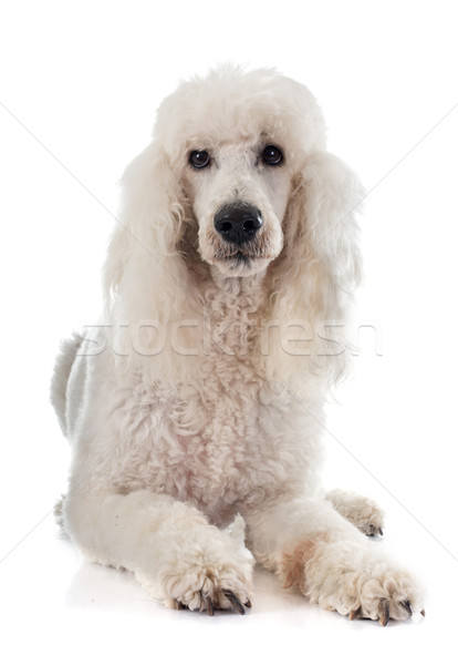 商業照片: 標準 · 獅子狗 · 白 · 動物 · 寵物 · 白色背景