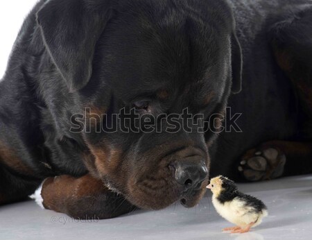 Rottweiler chiches blanche chien poulet animaux [[stock_photo]] © cynoclub