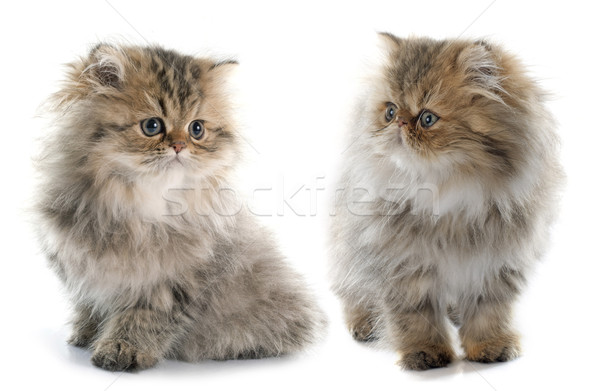 persian kitten Stock photo © cynoclub