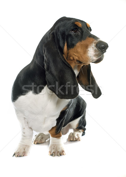 Jeunes chien de chasse blanche chien noir studio [[stock_photo]] © cynoclub