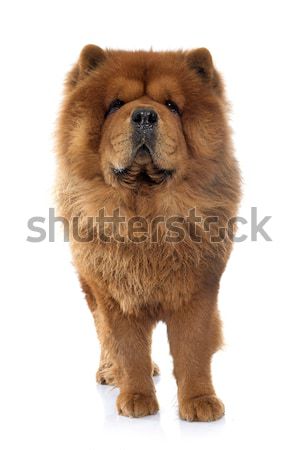 chow chow dog Stock photo © cynoclub