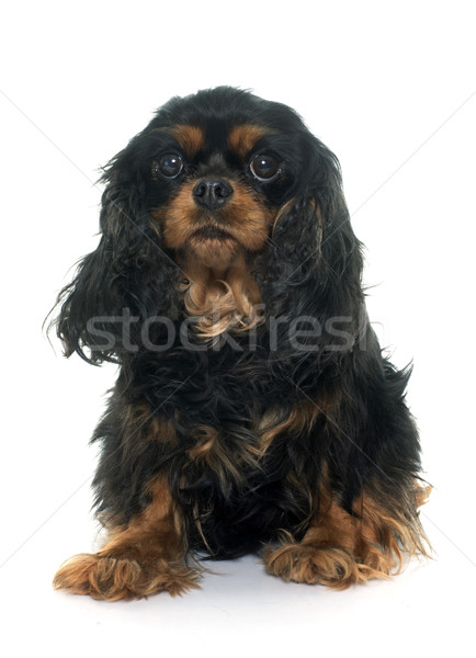 cavalier king charles Stock photo © cynoclub