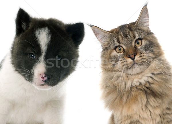 puppy and cat Stock photo © cynoclub
