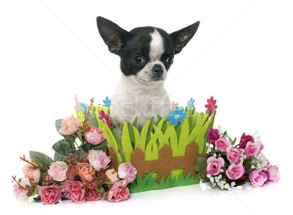 Stock photo: young little chihuahua