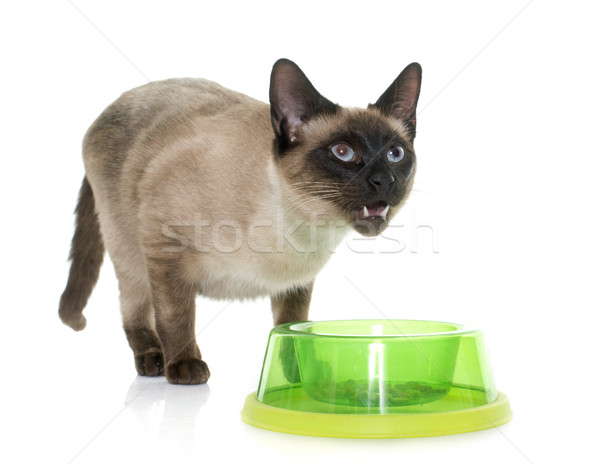 Alimentação gato siamês branco comida olhos gatinho Foto stock © cynoclub