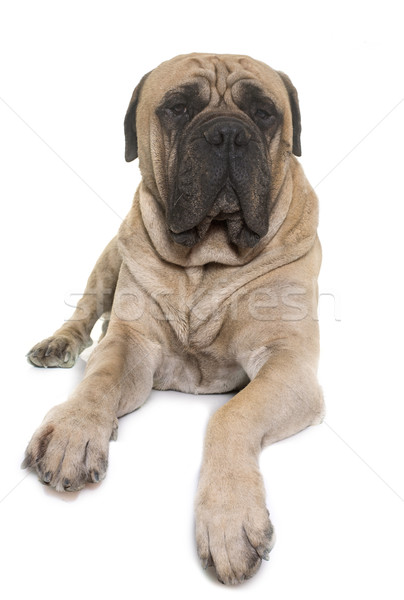 Touro mastim estúdio branco cão animal Foto stock © cynoclub