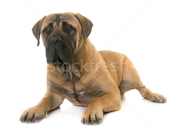 Căţeluş taur buldog câine animal animale de companie Imagine de stoc © cynoclub
