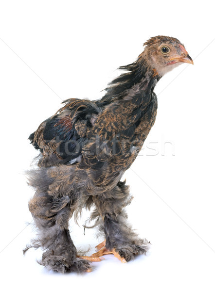 Stock photo: young brahma chicken