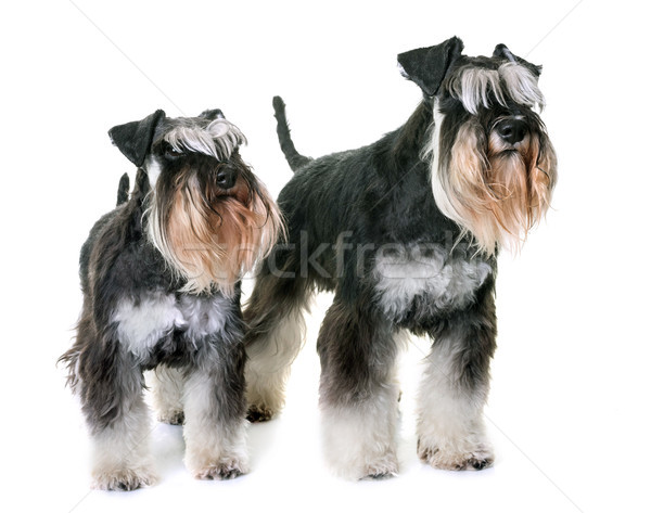 Paar Miniatur Schnauzer weiß Hund Tier Stock foto © cynoclub