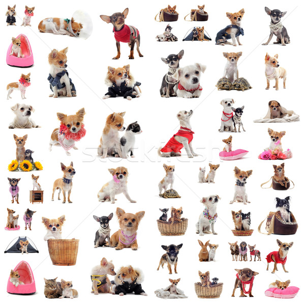 Stock photo: chihuahuas