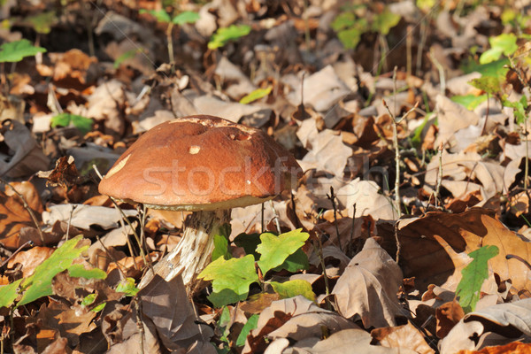 bolete mushroom Stock photo © cynoclub