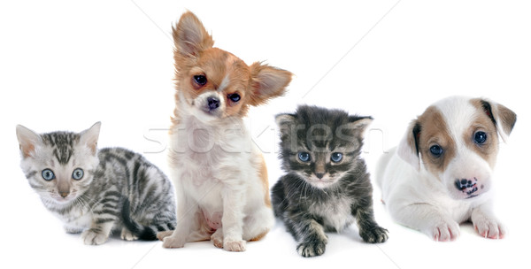 puppies and kitten Stock photo © cynoclub