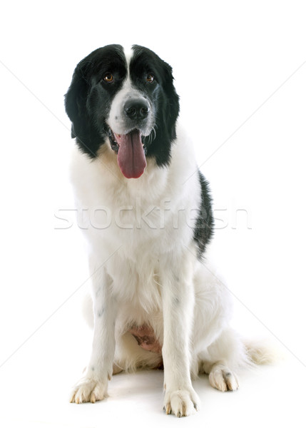 Stock fotó: Kutya · fajtiszta · fekete · díszállat · fehér · háttér · kutyaféle