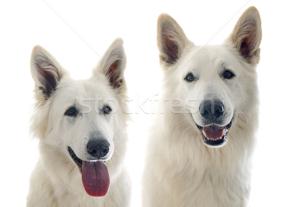 Swiss shepherd s Stock photo © cynoclub