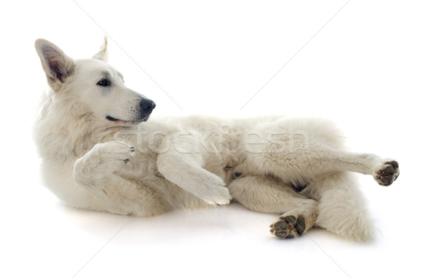 Swiss shepherd  Stock photo © cynoclub