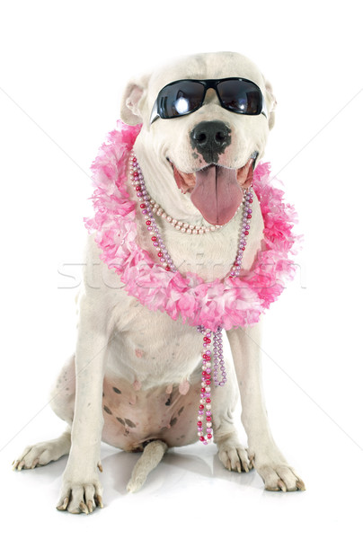 Perro blanco animales estudio rosa gafas de sol Foto stock © cynoclub