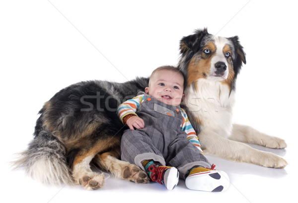 baby and australian shepherd Stock photo © cynoclub