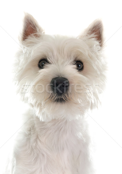 Foto stock: Ocidente · terrier · branco · cão · animal