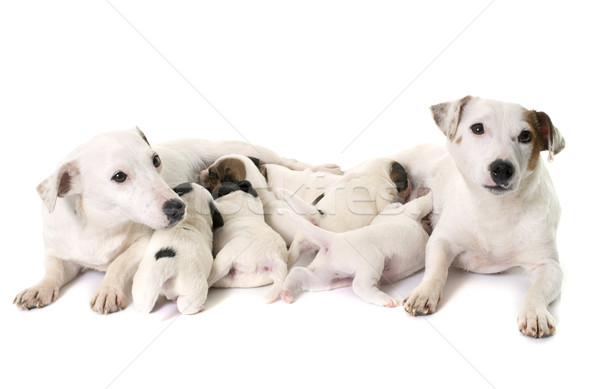 adult and puppies jack russel terrier Stock photo © cynoclub