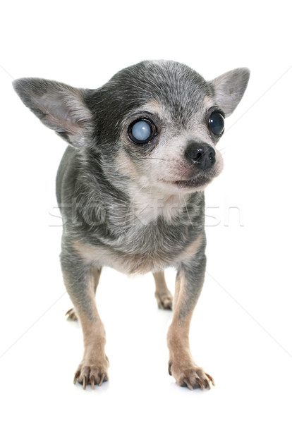 old chihuahua with cataract Stock photo © cynoclub
