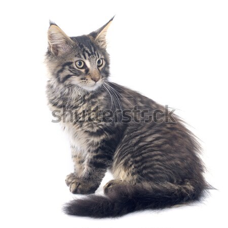 Maine gatinho gato jovem Foto stock © cynoclub
