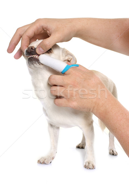刷牙 狗 黑色 牙齒 白 動物 商業照片 © cynoclub
