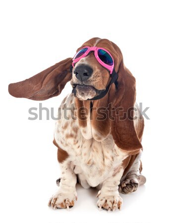 dogue de Bordeaux and glasses Stock photo © cynoclub
