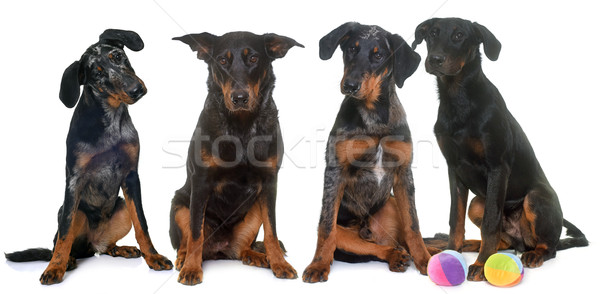 four beauceron in studio Stock photo © cynoclub