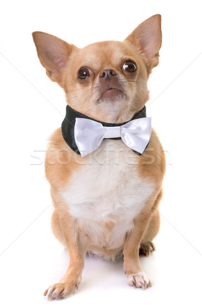 chihuahua and bowtie Stock photo © cynoclub