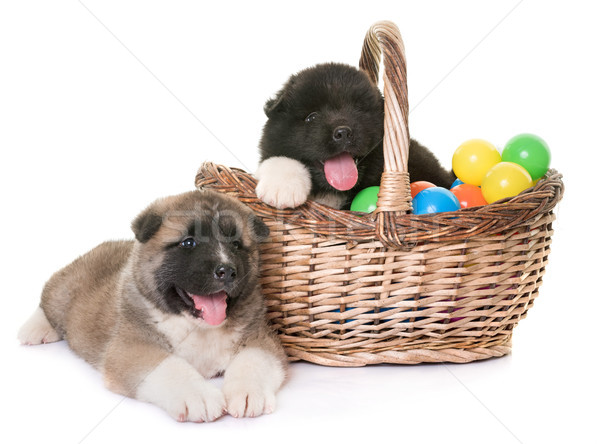 puppies american akita Stock photo © cynoclub