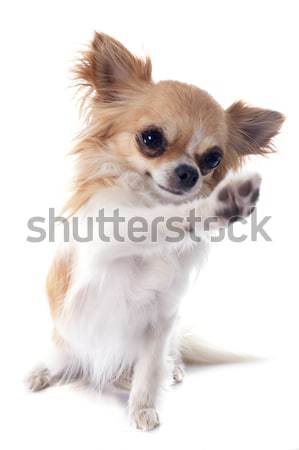 chihuahua in studio Stock photo © cynoclub