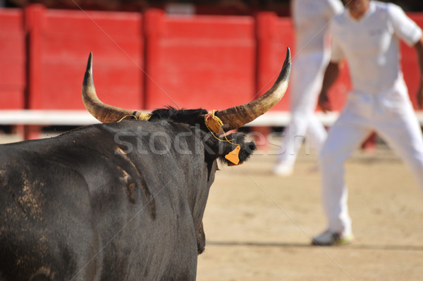  bull in arena Stock photo © cynoclub
