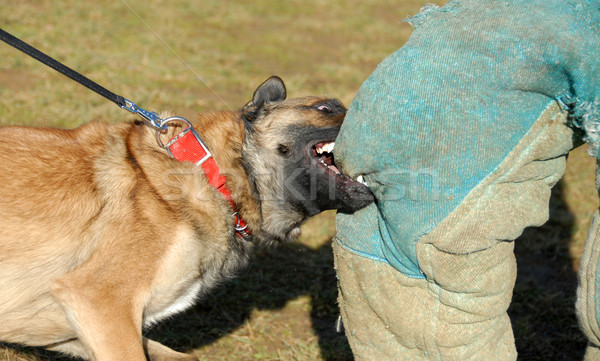 Képzés rendőrség kutya belga juhászkutya harap rendőr Stock fotó © cynoclub