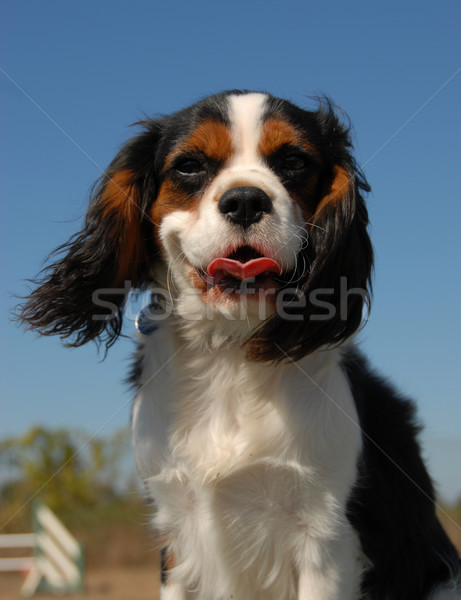 cavalier king charles Stock photo © cynoclub