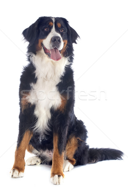 puppy bernese moutain dog Stock photo © cynoclub