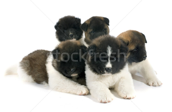 Cucciolo americano cane cani nero studio Foto d'archivio © cynoclub