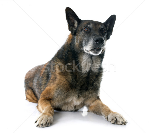 belgian shepherd dog Stock photo © cynoclub