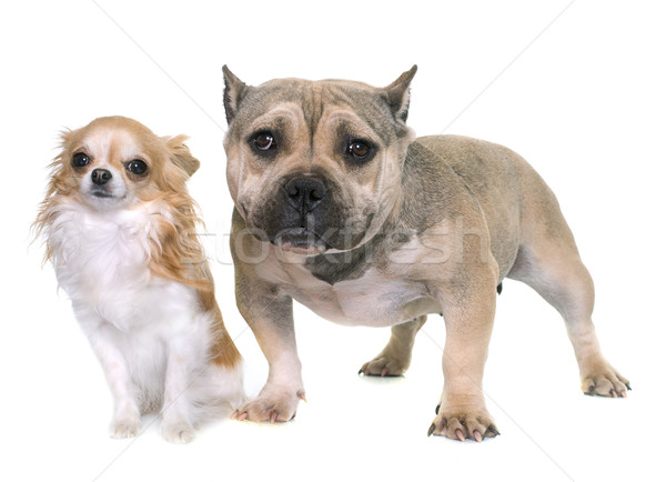 puppy american bully and chihuahua Stock photo © cynoclub